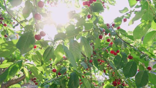 新鲜成熟的红樱桃