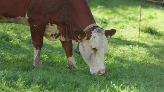 天然牧场奶牛吃草
