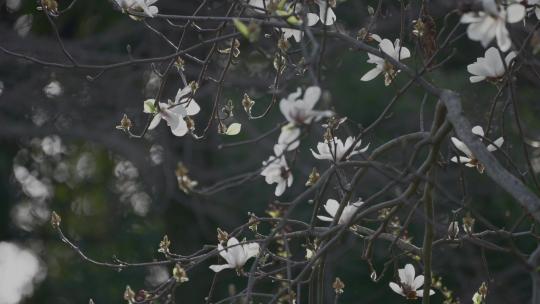 春天的花 治愈植物 拍出电影感