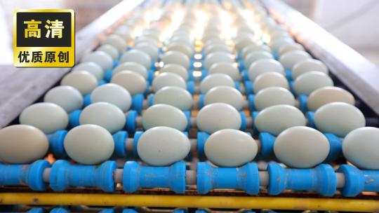 鸡蛋自动化分拣 自动传送带捡鸡蛋绿皮鸡蛋