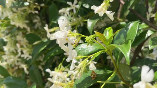 微风吹拂的风车茉莉花花朵