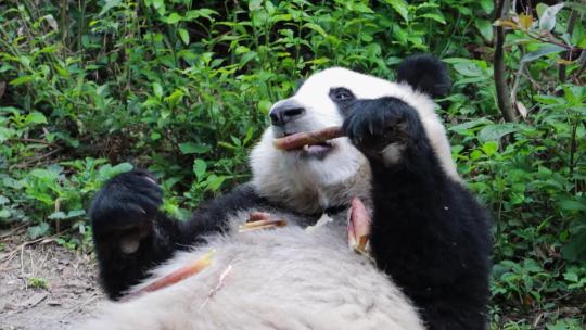 静距离拍摄大熊猫吃竹子瞬间