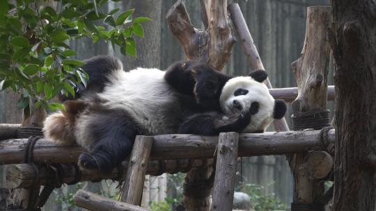 熊猫慢动作