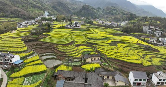 4k高清安康汉阴凤堰古梯田油菜花