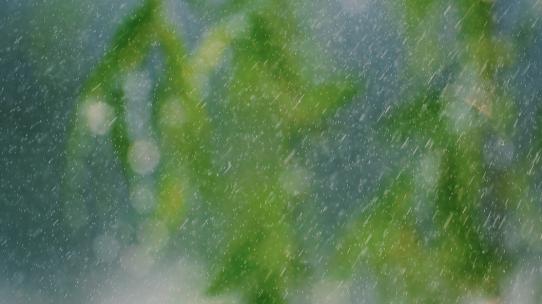 春雨 谷雨 清明 惊蛰 下雨空镜视频素材模板下载