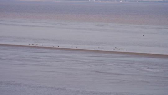 一群动物在海岸边游泳