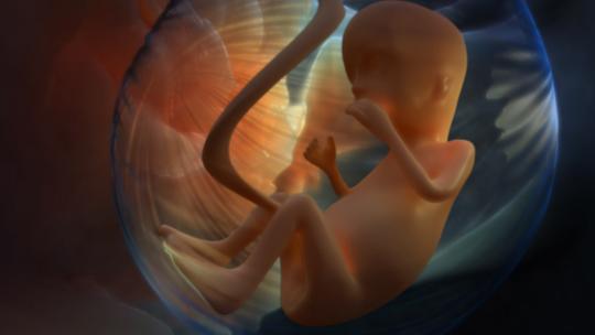 人类胎儿发育