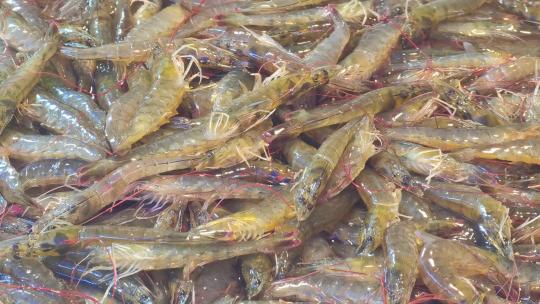 福建厦门第八市场海鲜市场售卖的海虾