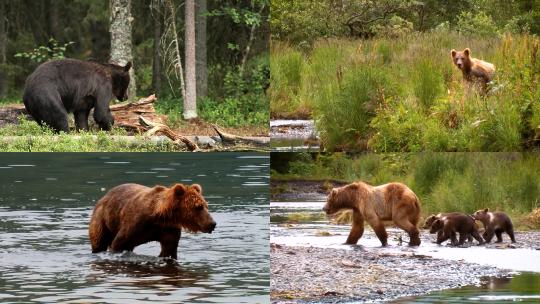 【合集】熊在河里捕鱼猎食高清