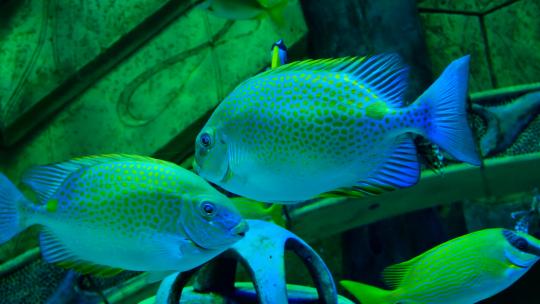 海洋馆水族馆海底世界热带鱼