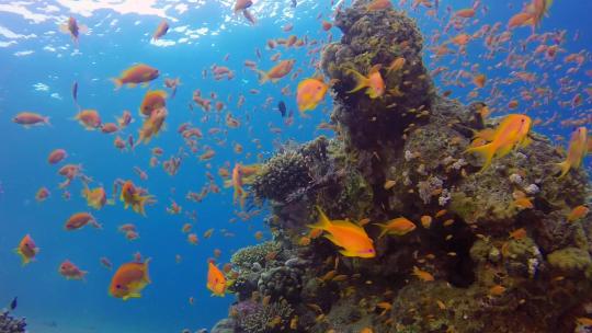 海底的彩色鱼群