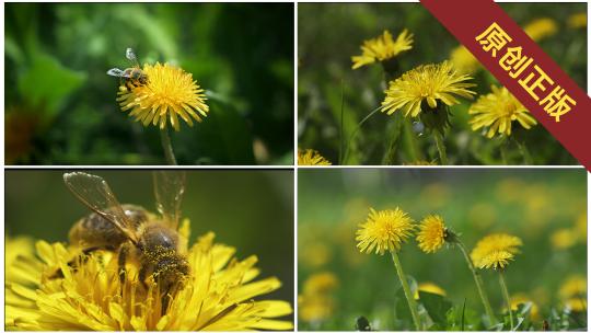 春天草地里盛开的蒲公英和蜜蜂采蜜