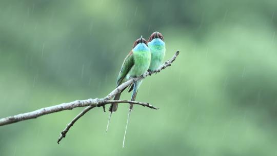 中国最美丽的小鸟：蓝喉蜂虎