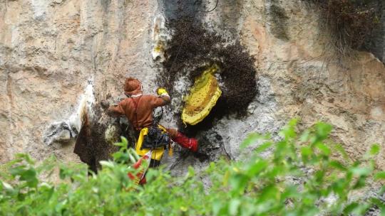 悬崖上采蜂蜜的人采蜜蜂巢蜜蜂
