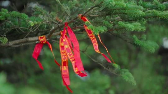 高原松树下祈福彩带