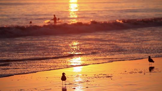 海浪沙滩落日夕阳海滩鸟海鸥