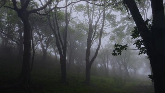 雨后幽暗森林迷雾森林