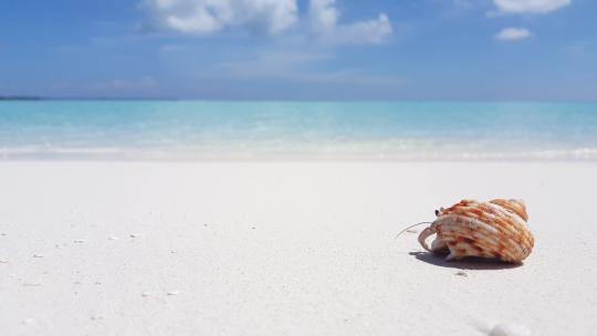 一只寄居蟹在沙滩上爬行