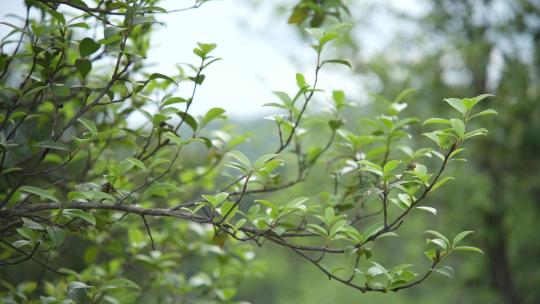 春天生长的茶油树