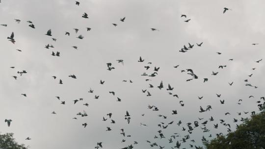 一群鸟在城市古建筑天空中飞翔