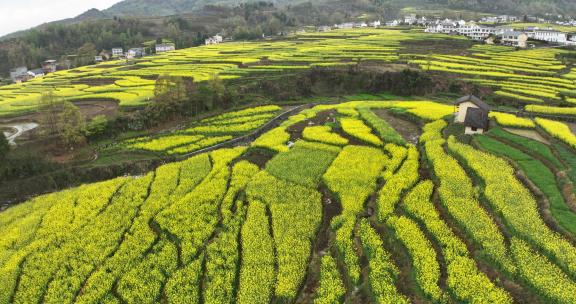 4k高清安康汉阴凤堰古梯田油菜花