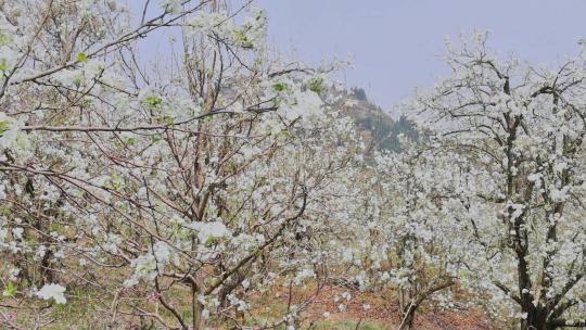 春暖花开梨花盛开景观