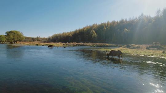 早上大森林河边喝水的牛