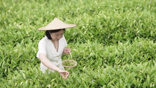 美女在山上采茶叶