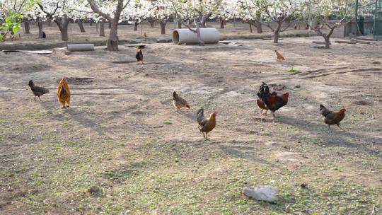 散养鸡生态养殖鸡群田园风光