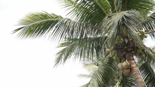 椰子树椰子视频素材模板下载