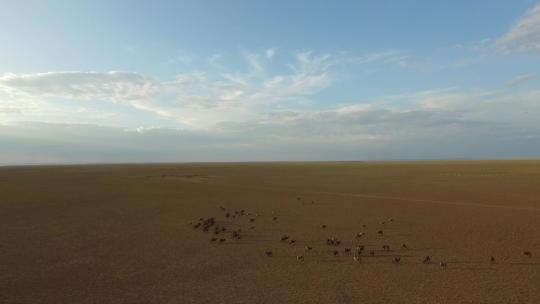 Y1 内蒙古乌兰察布四子王旗骆驼群航拍2视频素材模板下载