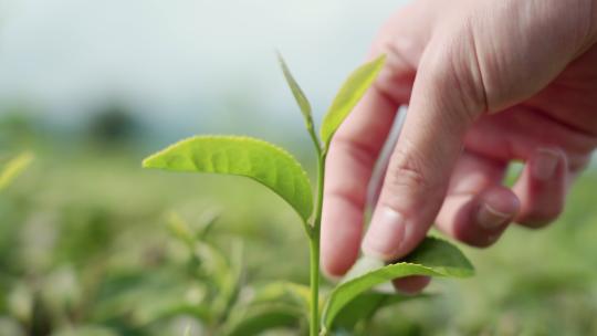 茶叶摘茶茶艺采茶春茶