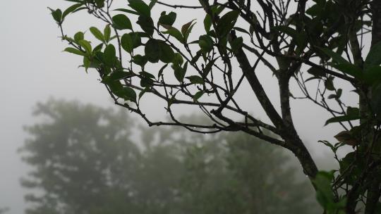 下雨天树木水滴树枝树叶阴雨天雾天雨后天气