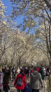 济南百花公园，玉兰花绽放压满枝头