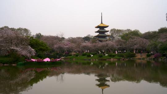 武汉春天樱花季东湖樱园地标五重塔
