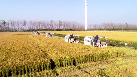 航拍收割机收割水稻