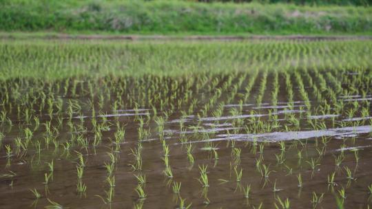 水稻种植稻秧插秧
