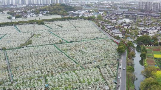 苏州树山地区春季原生态花开季节