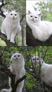 在公园树上的白色布偶猫