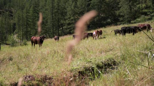 奶牛在意大利阿尔卑斯山的草地上自由吃草，倾斜射击视频素材模板下载