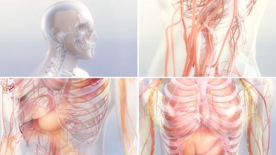 三维透明人体器官视频素材