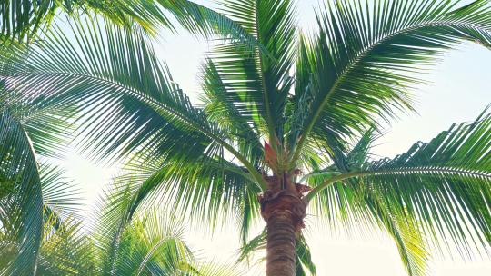 海岛棕榈树随风摇曳