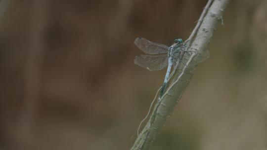 Z 4K 蓝色蜻蜓 昆虫