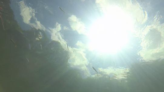 水下拍摄阳光垂直照在在溪水中小鱼游过2.7K
