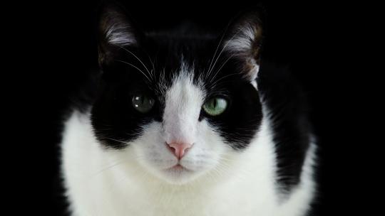 【高清慢镜头】猫咪纯净黑色背景慢镜头