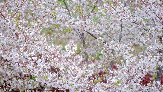 樱花园樱花树下游客视频