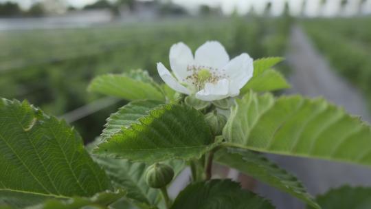 乡村振兴农业果树树莓种植开花白花