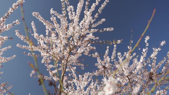 春天阳光下盛开的桃花视频素材模板下载
