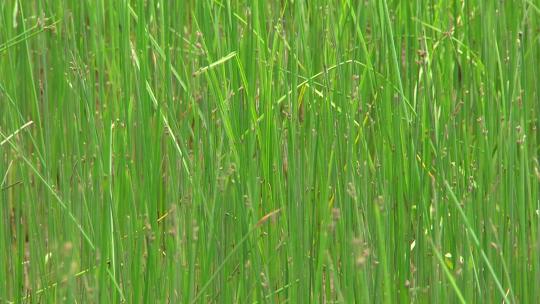 生态湿地水草