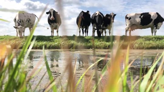 蓝天白云草原河流奶牛牧场奶牛吃草